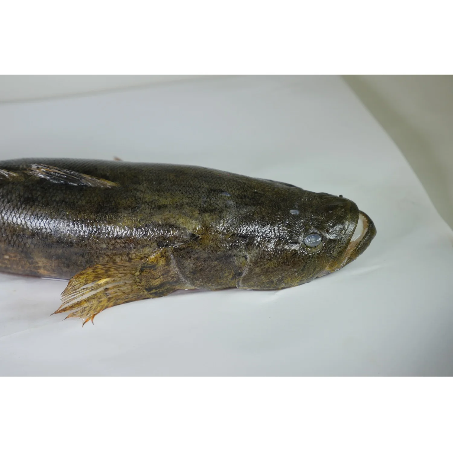 Quality Tight Vacuum Pack WHOLE Part Seafood Fish IQF (400-500 gm/pc) Bulk Packing 10 kg/ctn GGS Frozen Marbled Goby