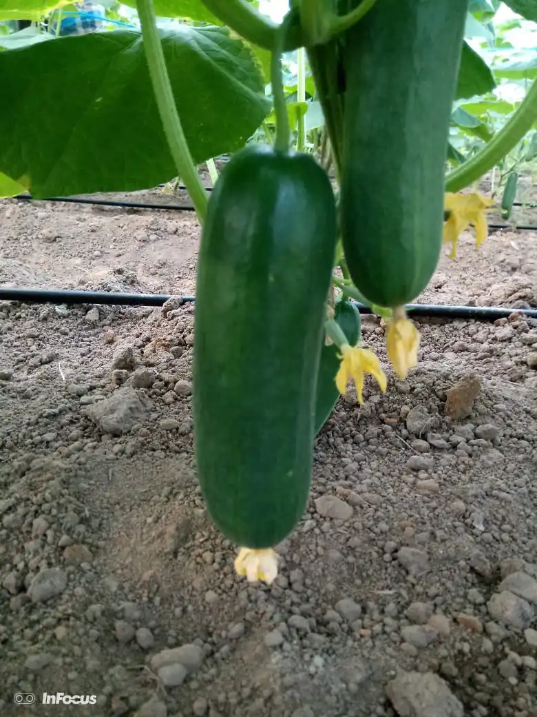 Огурец, Европейский огурец 5 кг, упаковка под заказ, свежий огурец