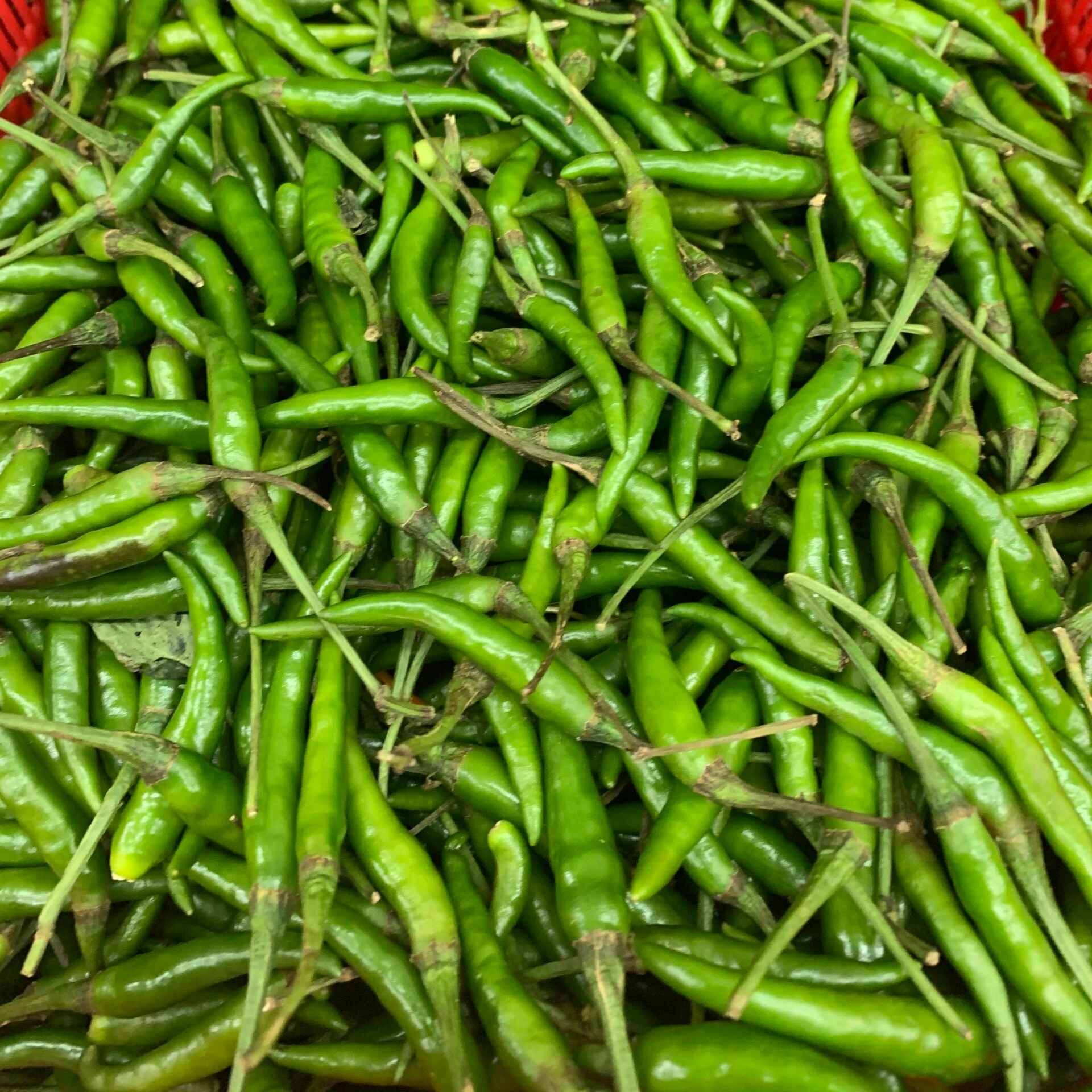 Высококачественный свежий зеленый чили, свежий зеленый чили, оптовые экспортеры, свежий зеленый чили, продавец из Индии