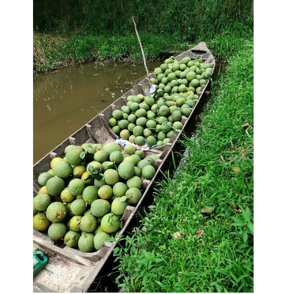 Высококачественная свежая зеленая кожа Pomelo, упаковка в картонные коробки с сроком годности на 20 дней из Западного Вьетнама