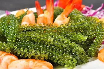 [Новинка] дегидратированный морской виноград/лато-водоросли/лучшее качество/Ms. Май + 84 904183651 года