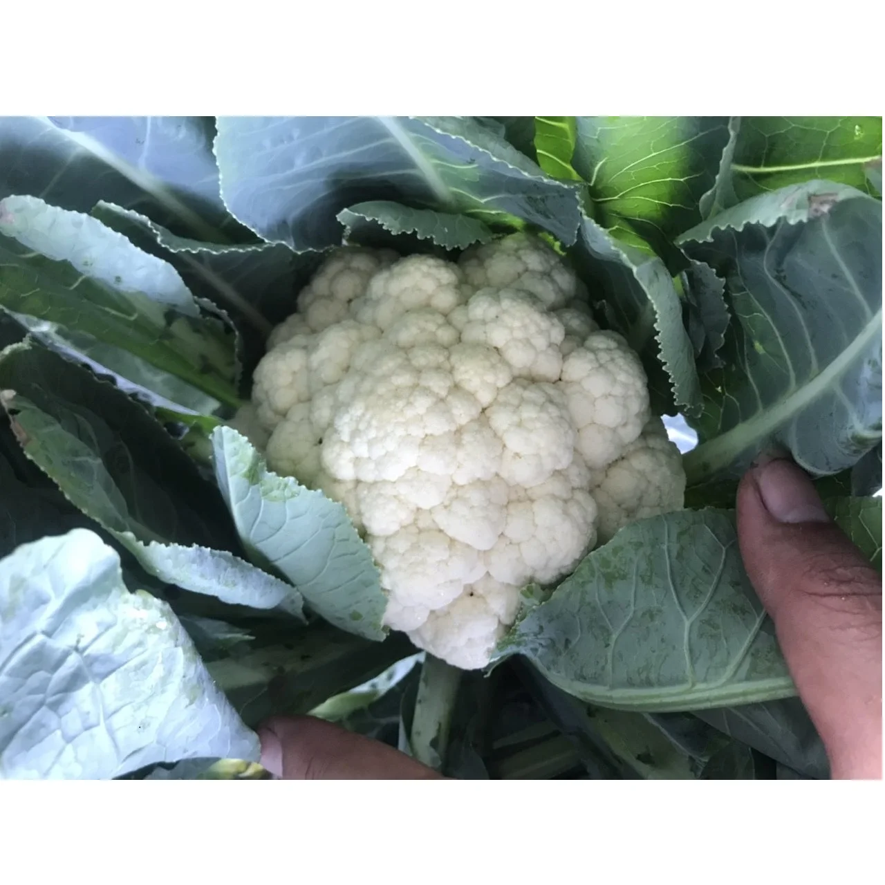 100% Maturity Organic Fresh White Cauliflower 90cm Size Super Big High Quality New Crop From Vietnam