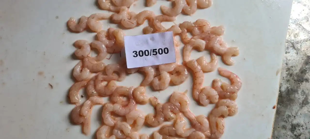 Замороженные глубоководных PUD креветок блок «Холодное сердце» из Индии