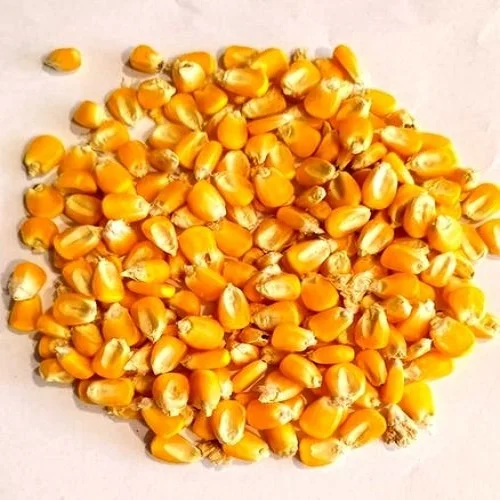 Украинская сухая Кукуруза \ сладкая кукуруза продажа