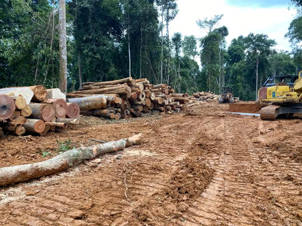 Chengal Log Timber From Malaysia - Merbau Log Timber