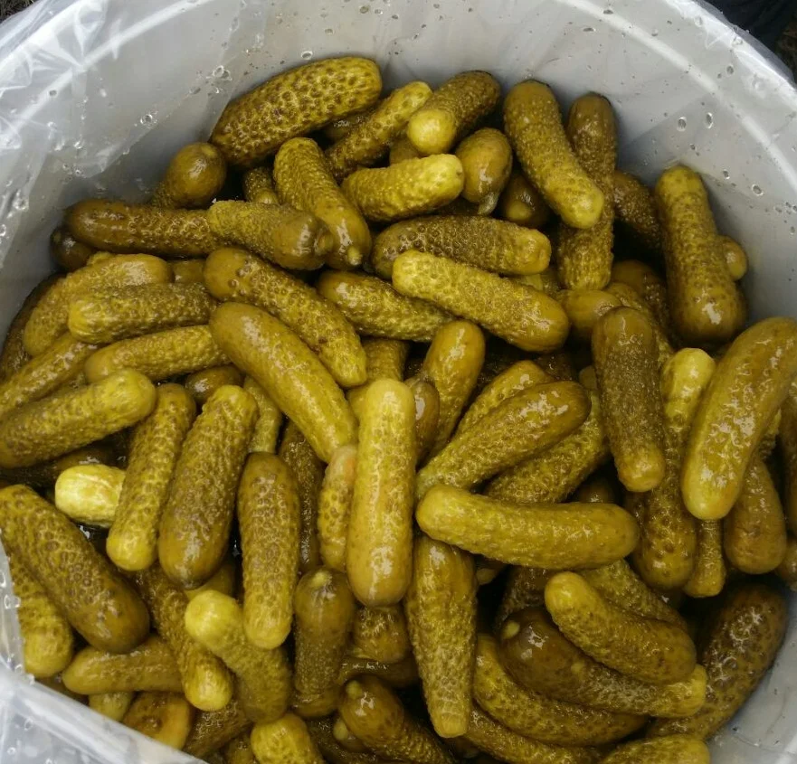 PICKLED/PICKLE CUCUMBER/ BAYBY CUCUMBER