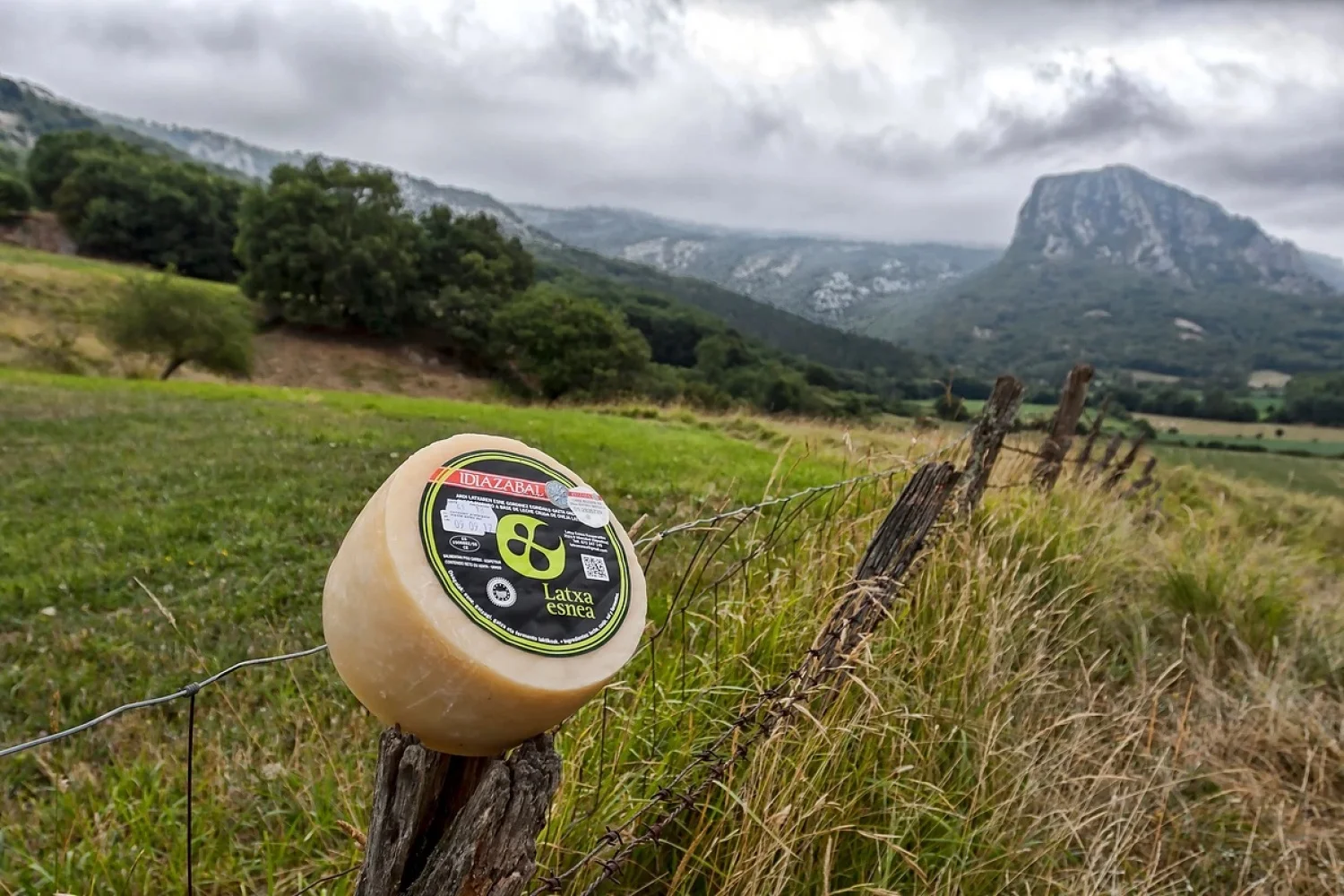 CHEESE WITH IDIAZABAL DESIGNATION OF ORIGIN