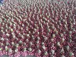Fresh Red Onion- Onion Fresh High Quality  Whatsap 0084 989 322 607