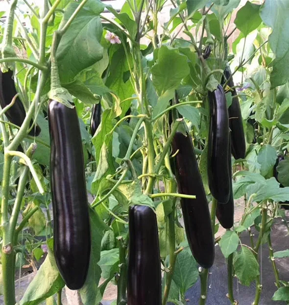 
Egg plant seeds wholesale 