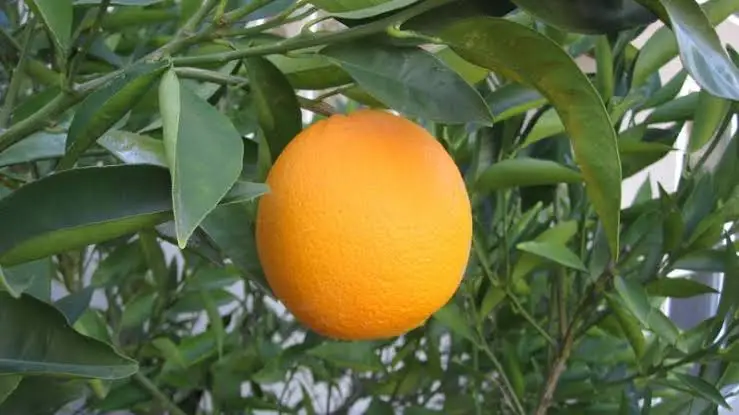 Natural Fresh Orange | Egyptian Origin | High Quality and Wholesale Price