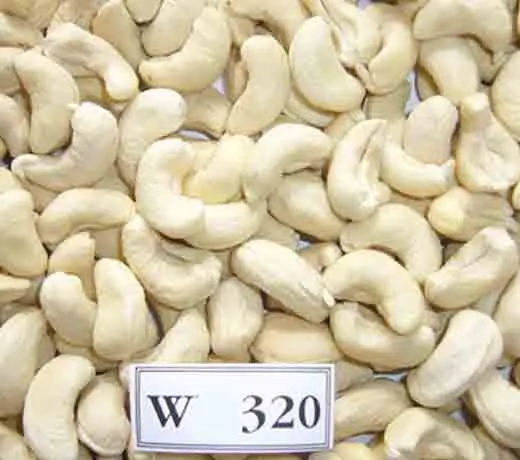 Wholesale high quality raw cashew nuts Viet Nam manufacturing for W240,W320,W450