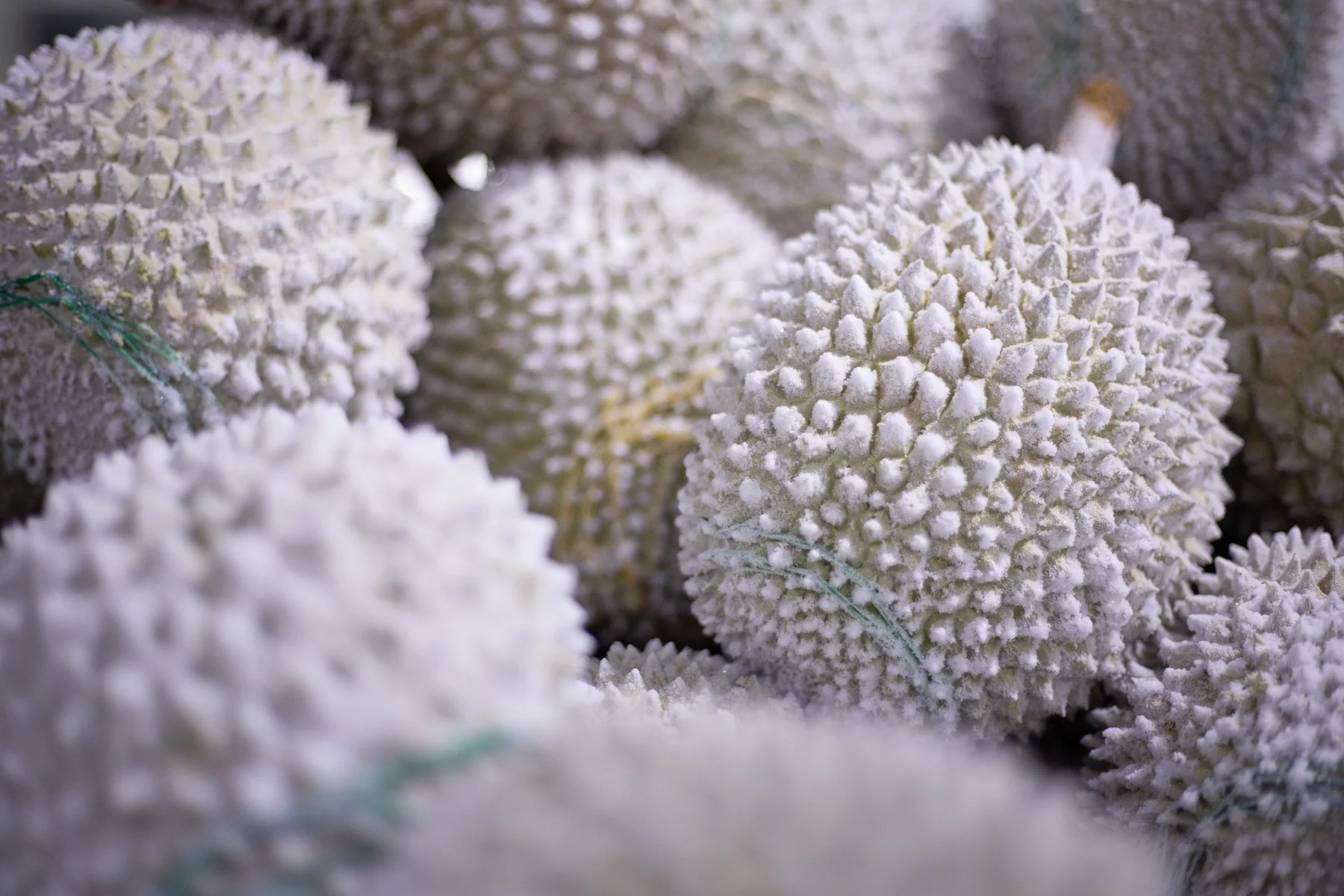 Supplier Premium Quality Frozen Durian Fruit D24 XO A with Shell from Malaysia HALAL Certified