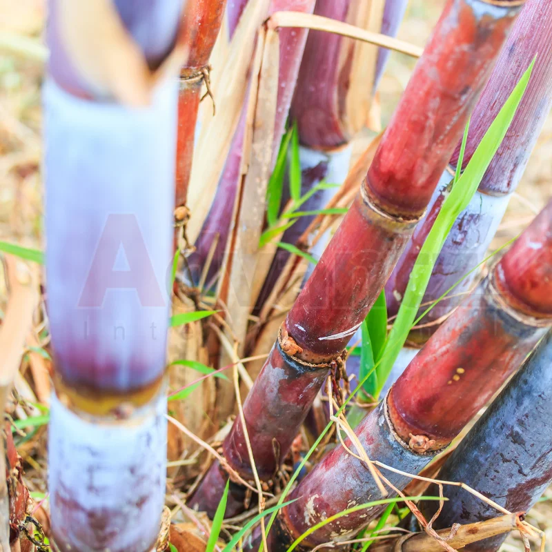 Высококачественное гранулированное удобрение сахарного тростника SAVIGO для усиления урожая длительный урожай