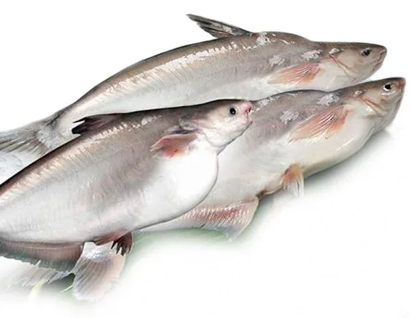 The most popular protein-rich whole basa fish, good price frozen catfish