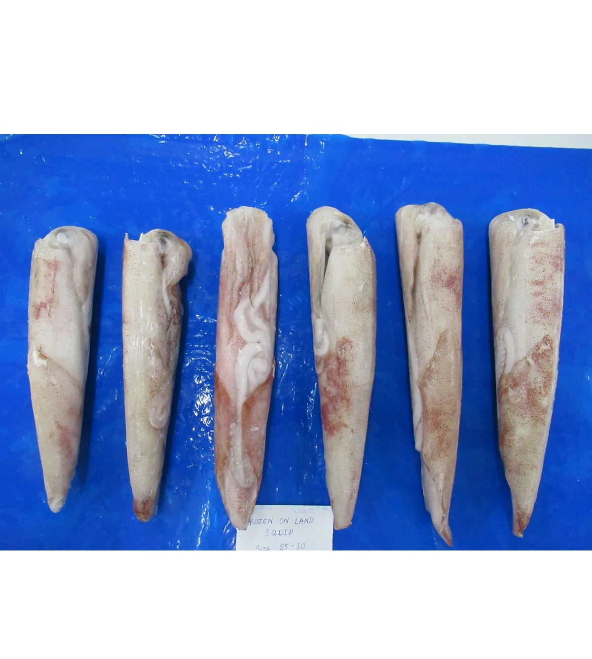 Вьетнамские морепродукты, замороженный кальмар, дикая ловушка, целый круг
