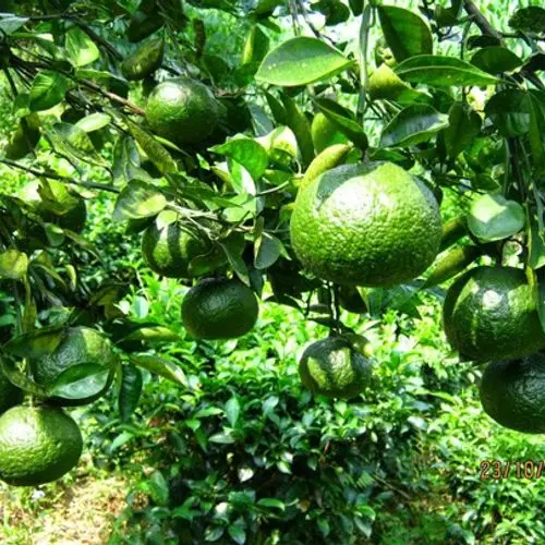 Свежие фрукты, зеленый апельсин, растущие во Вьетнаме, 100% Натуральные Сладкие тропические фрукты
