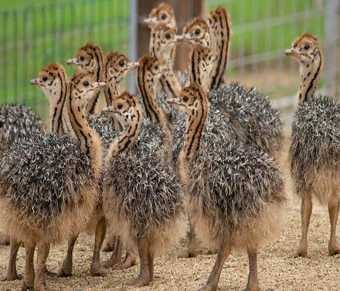 Страусиные цыплята