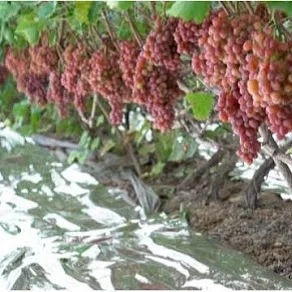 Factory Price Custom Dimension and Printing Laminated Mylar Silver Film For Industrial Packaging