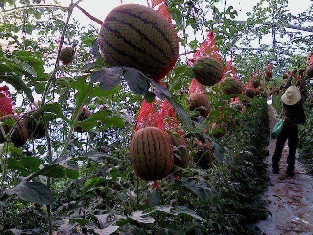 
Fresh water melon/Fresh Melons/ fresh watermelon Wholesale 