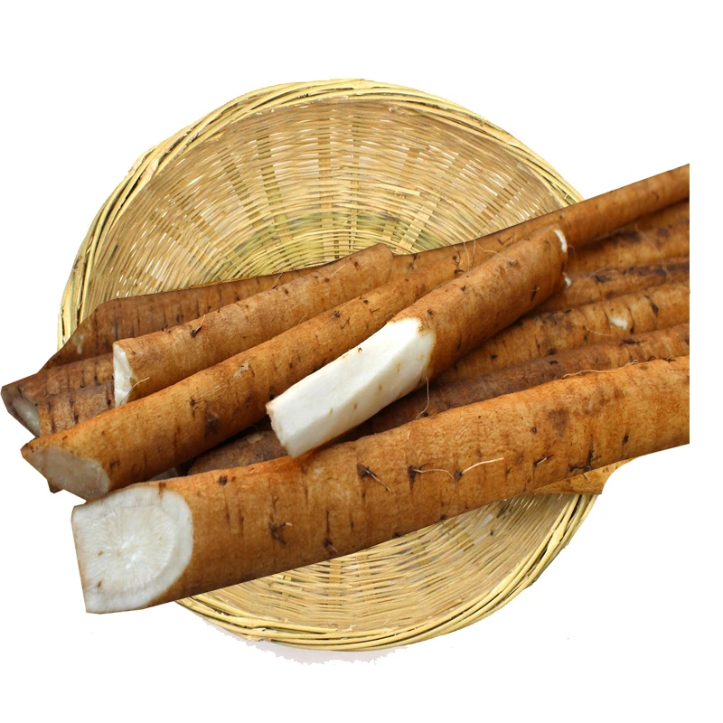 Golden Burdock / Fresh Burdock  Austria