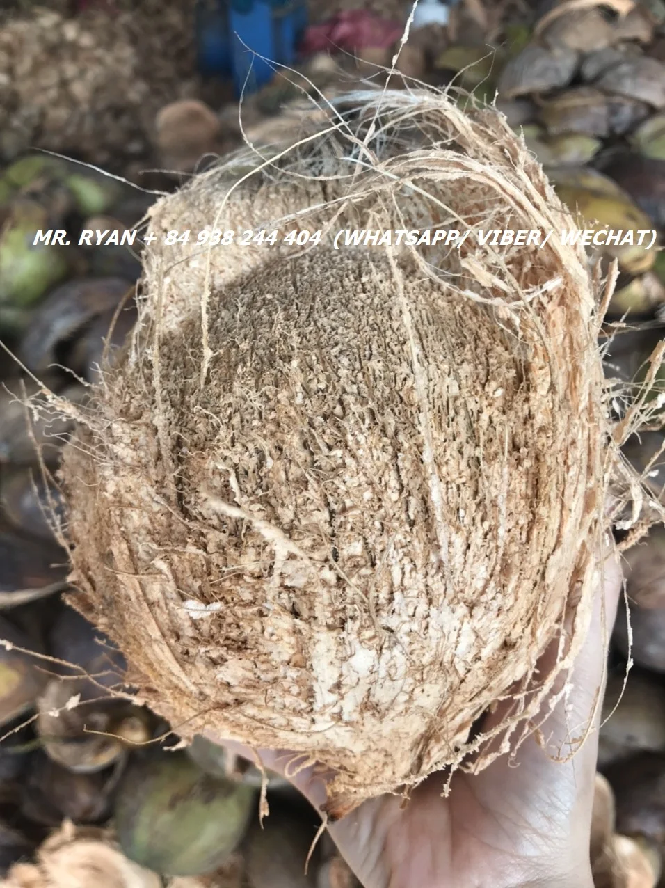 Vietnam dry coconut matured semi husked coconut hot sales