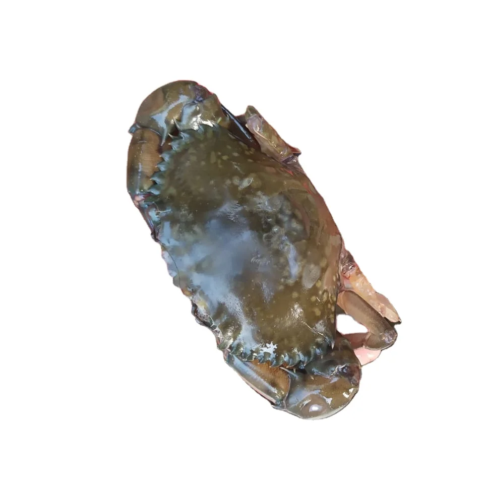 Краб свежие замороженные и живые грязевые крабы красные королевские мягкие Голубой краб