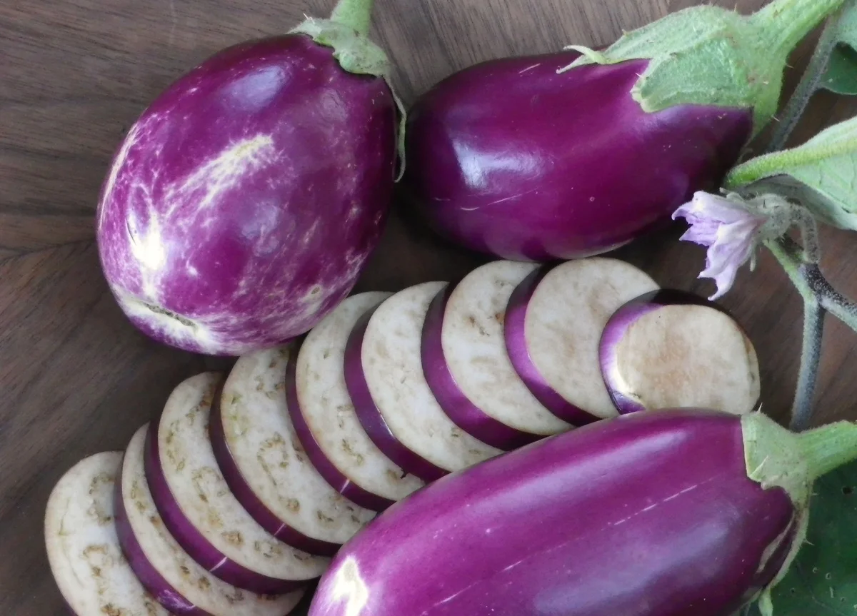
HIGH QUALITY FRESH PURPLE EGGPLANT VIETNAM EXPORTING [Edna +84 919 04 5050] 
