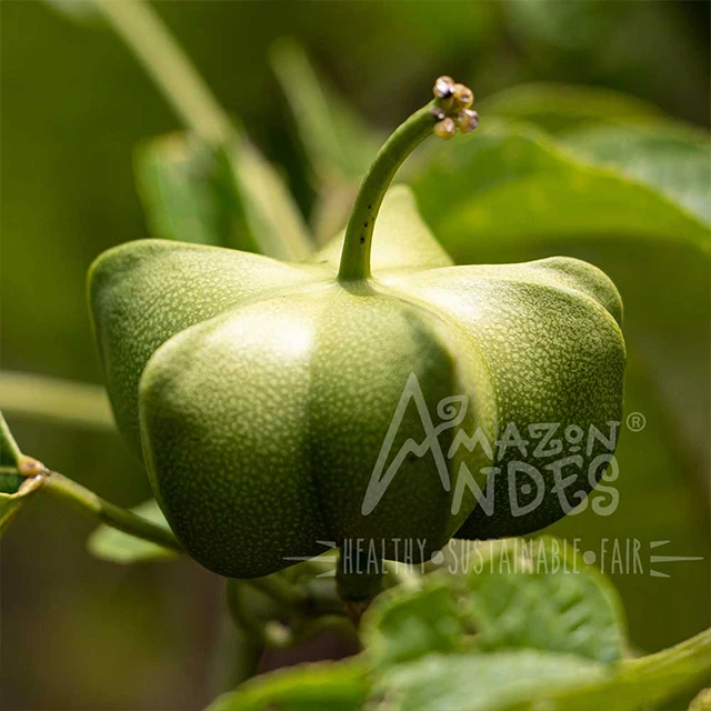 Улучшение функционала мозга, Перу, растущие в капсулах с органическим маслом сачи Инчи