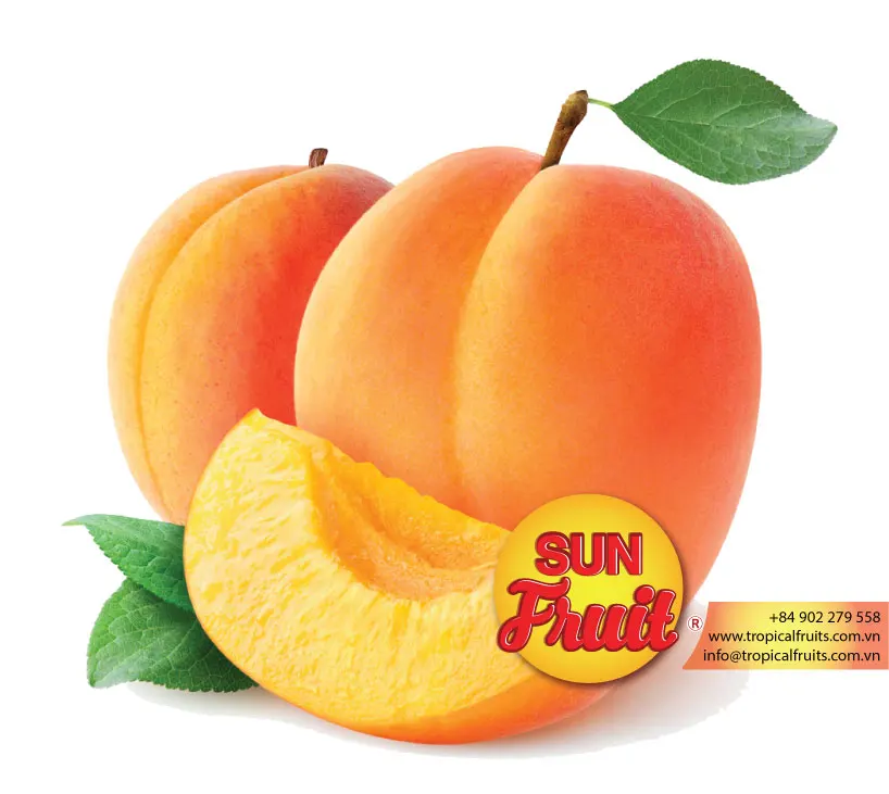 
Dried Fruit Apricot Wholesale 