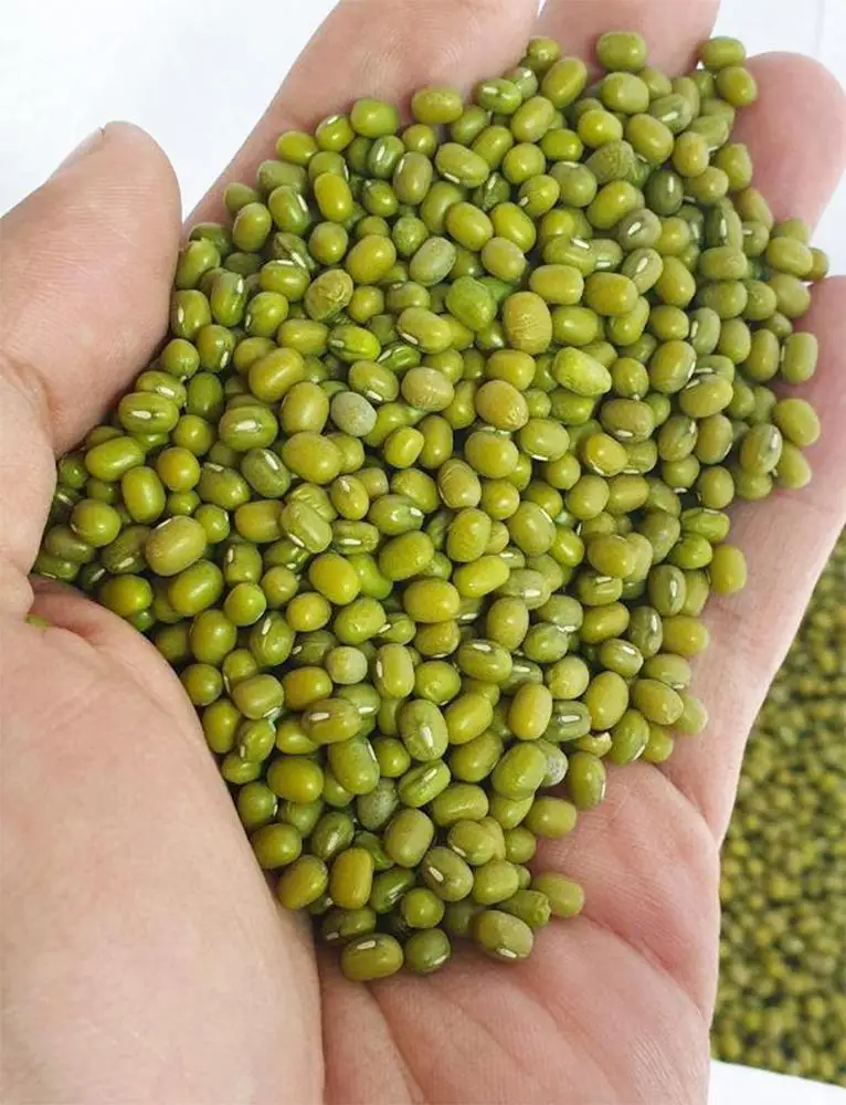 
Wholesale Premium Agroculture Organic Dried Mung Bean Sprouts Mung Green Beans 