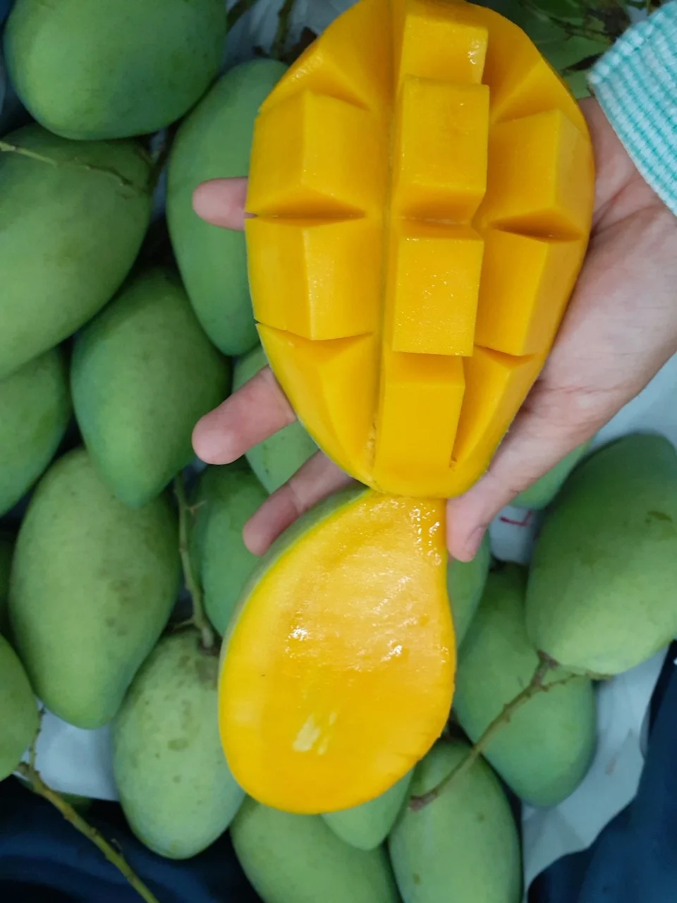 Super Delicious Organic Natural Mild Sweet Green Yellow Tropical Ripe Cat Hoa Loc Mango Fruit exported from Vietnam