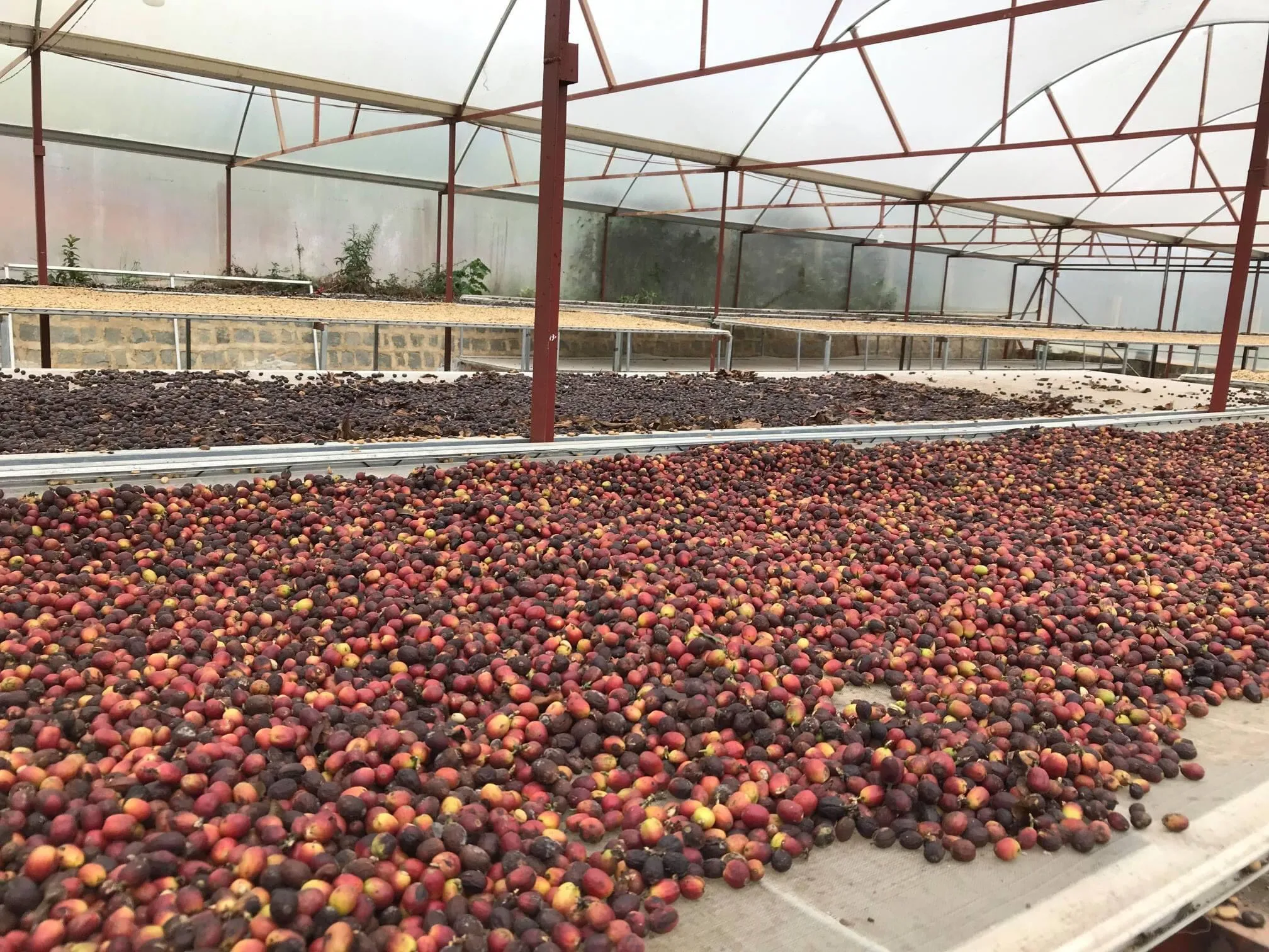 TOP SELLING Vietnam Wholesale HIGH QUALITY Arabica Beans Organic Roasted Coffee Bean