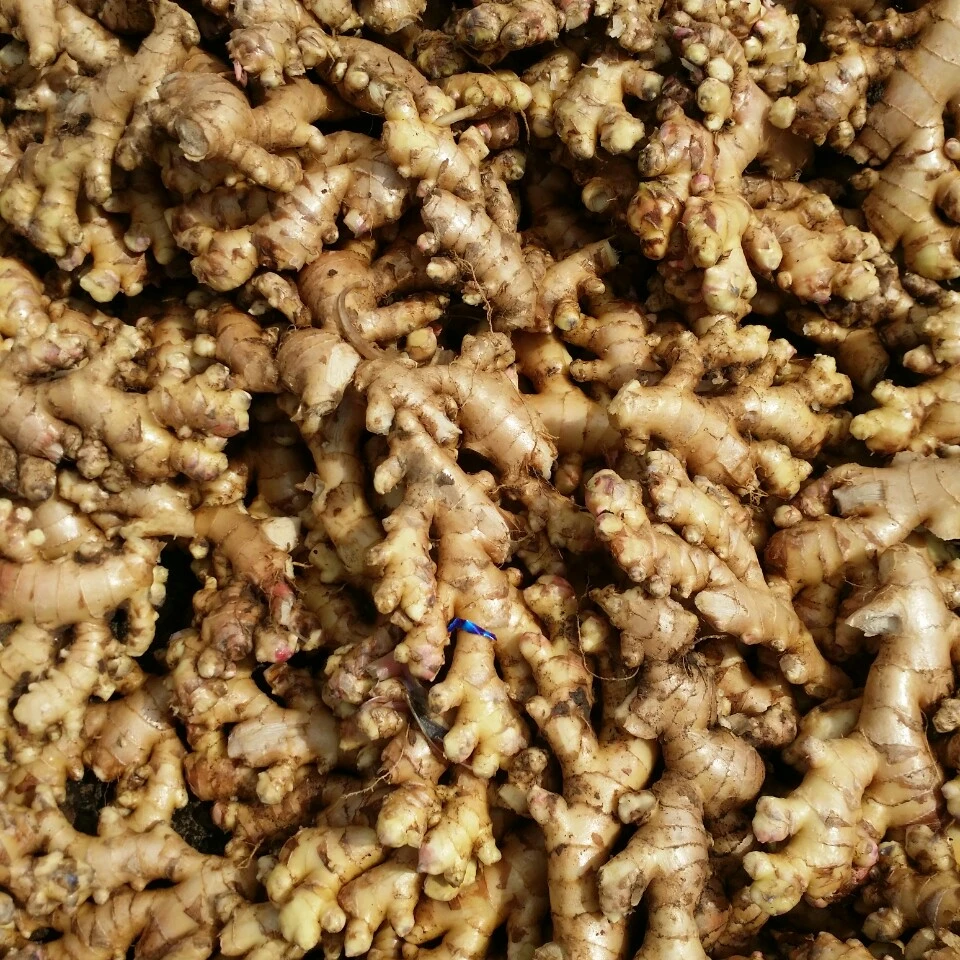 Горячая продажа имбирь/свежий имбирь органический