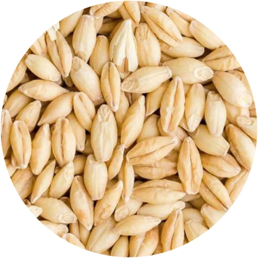 
Premium Quality Barley Grain at Wholesale Price 