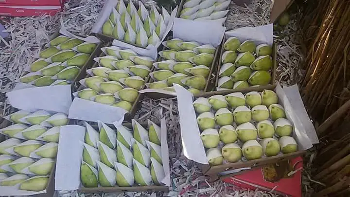 High Quality Fresh Guava Cheap Prices Egyptian Origin