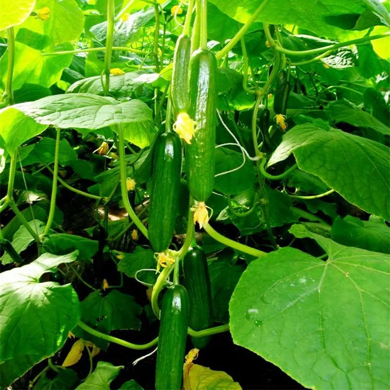 
Quality High Yield Hybrid F1 Mini Green Cucumber Seeds from China 