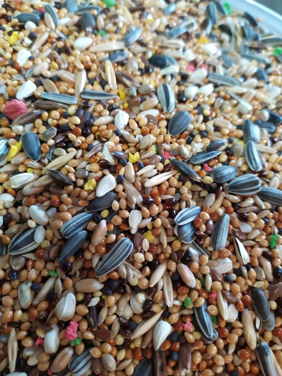 Medium Parakeet and Parrotlet Seed Mix Feed High Quality