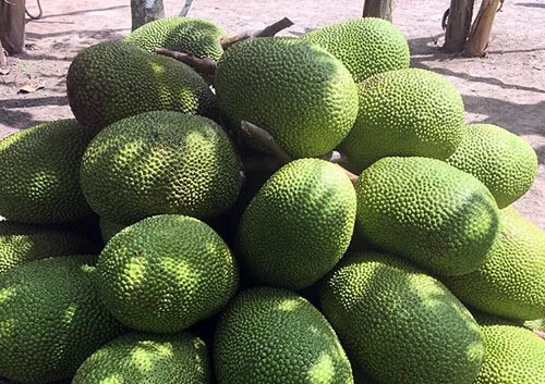 
Vietnam Fresh Jackfruit No chemichals (WS: +84904230236) 