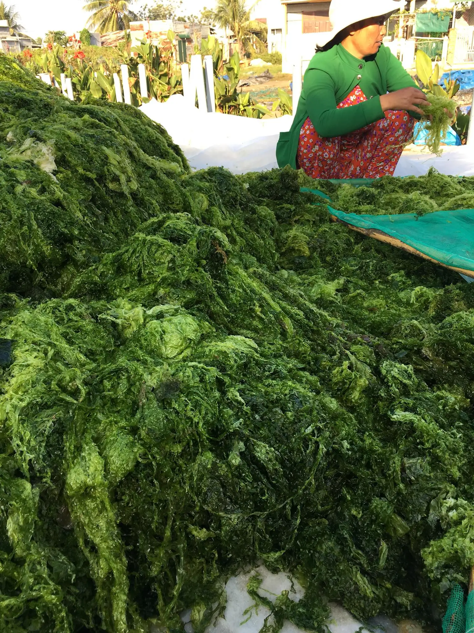 Bulk Organic Green Seaweed for Livestock Feed Sea cabbage/Hana +84 901 006 904