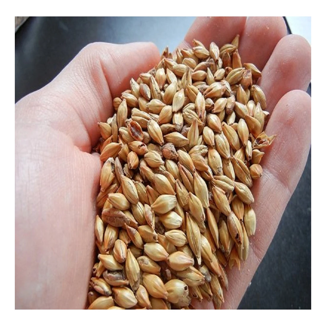 
High quality barley grain for brewing, grain 