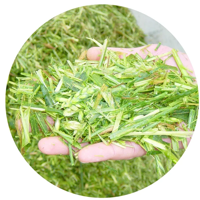 
CORN SILAGE FOR ANIMAL FEED 