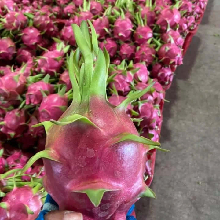 Вьетнамский фрукт красного дракона-вьетнамский дракона