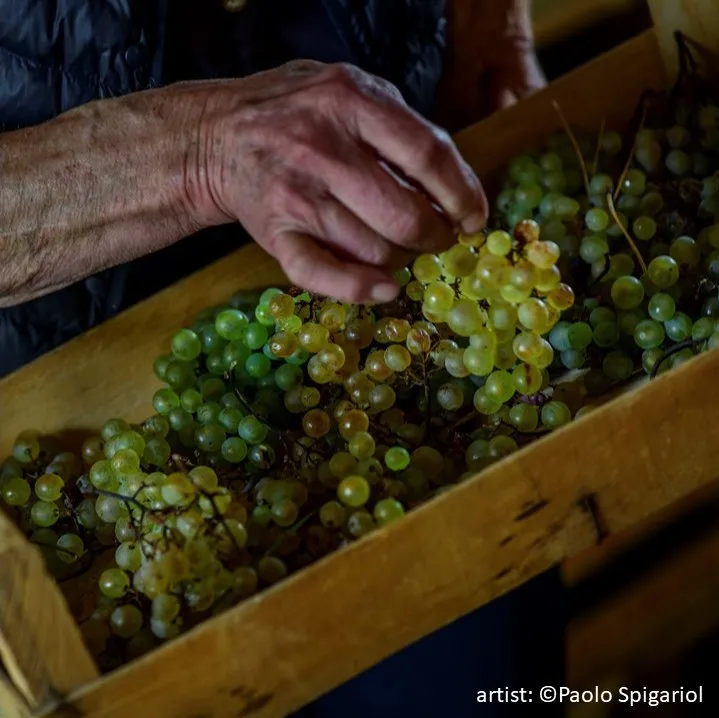 Винный пиколит петрусса высокого качества для медитации итальянский белый PICOLIT Docg 375cl ресторана бара частного клиента
