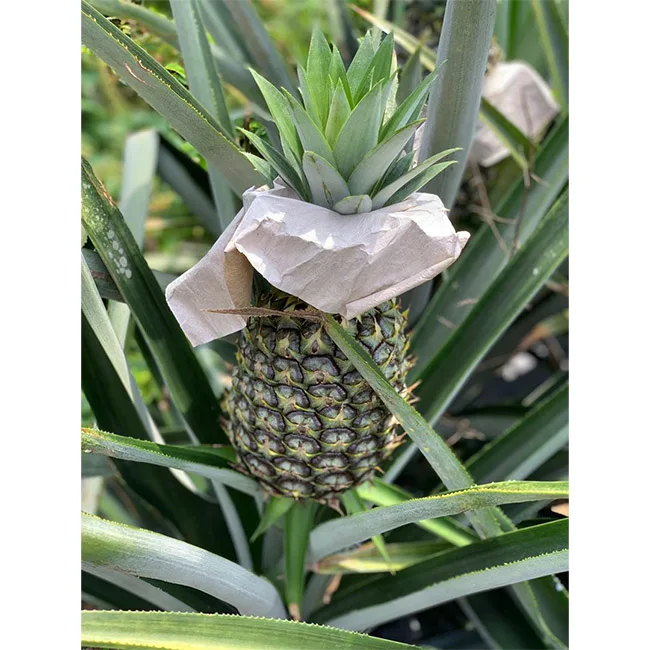 Premium Malaysia MD2 Pineapple Ananas Fresh and Sweet Pineapples With Good Agronomy Practice and Reasonable Price