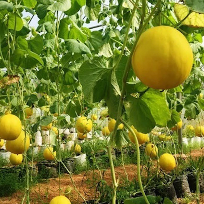 
Fresh Golden Canary Melon High quality from Vietnam 