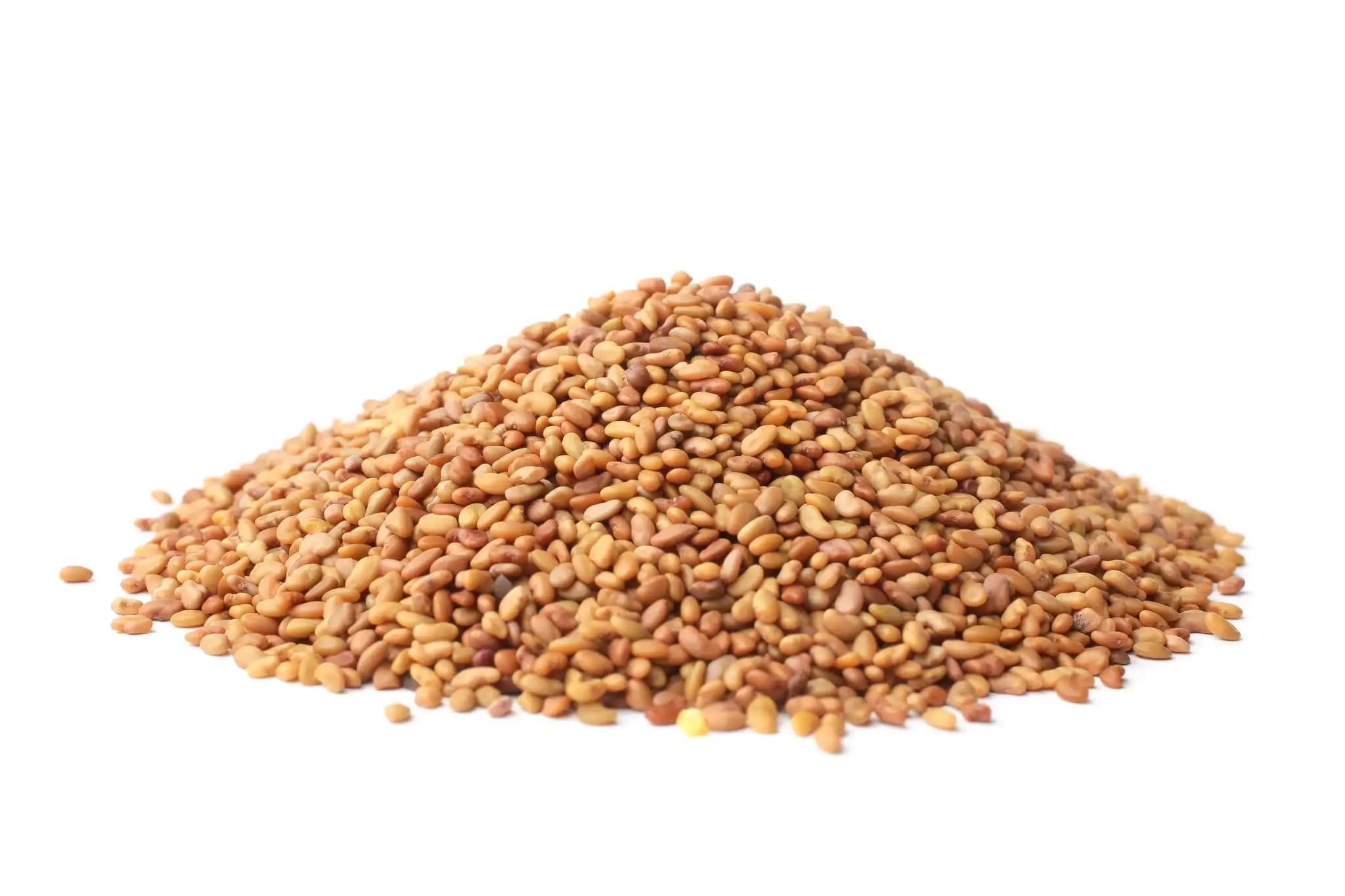 Kohenoor Alfalfa Losan/Lucerne Seeds
