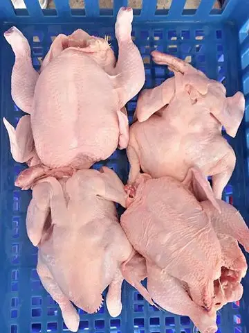 
Frozen whole Chicken Thailand Wholesale dealer 