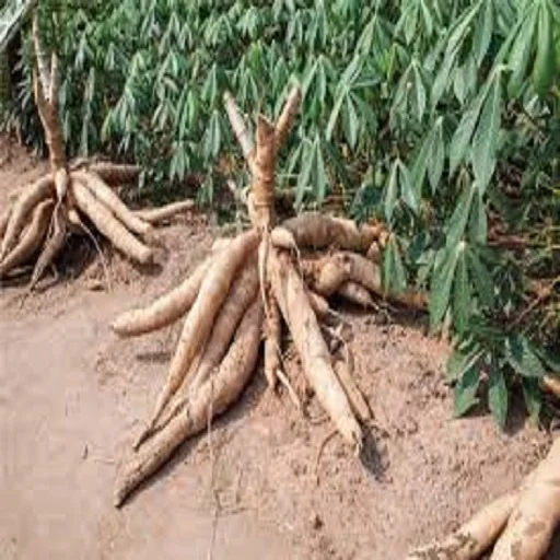 
FRESH CASSAVA HIGH QUALITY AND BEST PRICES 