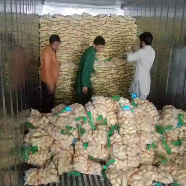 Fresh Holland Potato in Mesh Pack
