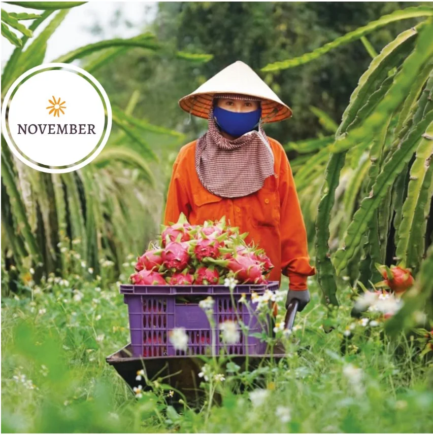 Новый урожай свежих фруктов дракона экспорт в Индию/+ 84 90 1445086